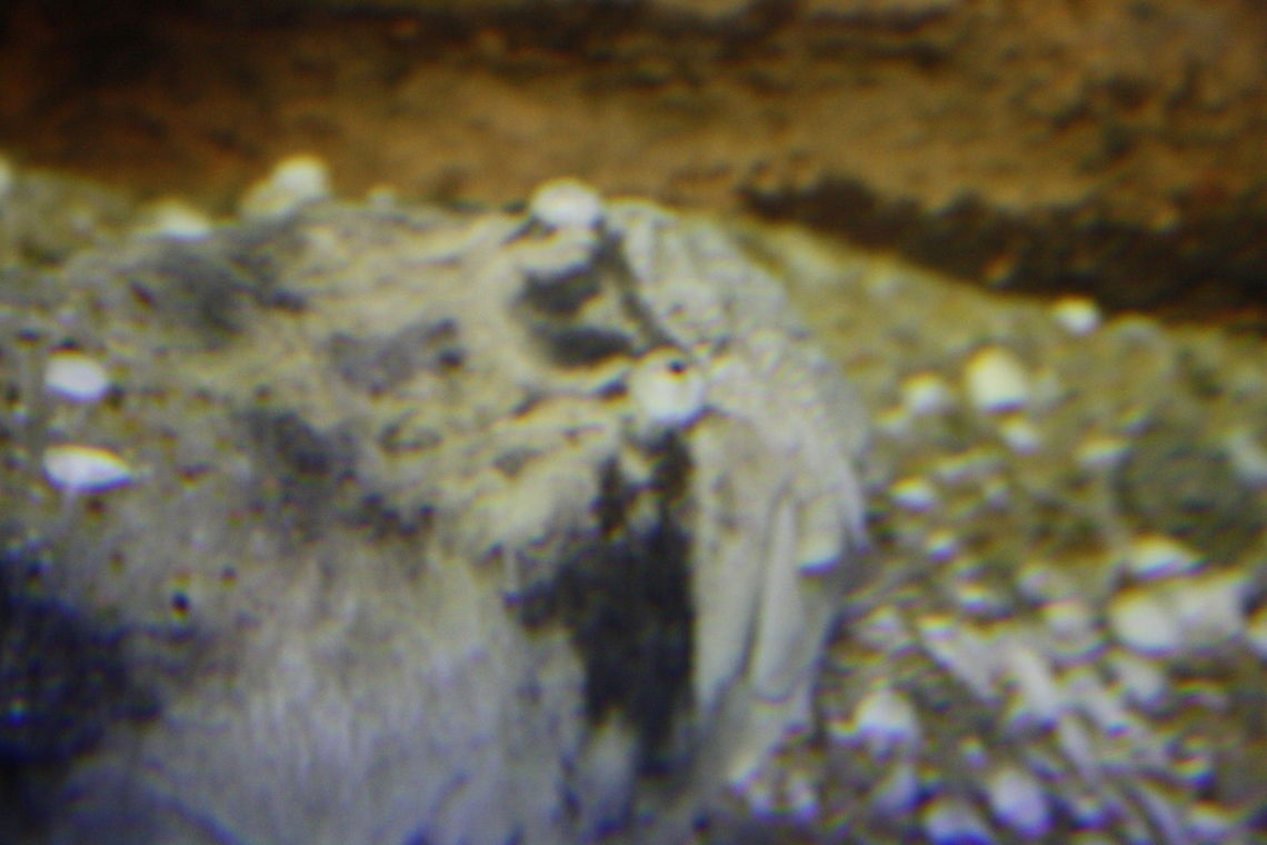 Stargazier head shot they are ambushers that live buried in sandy bottoms, only their eyes protruding above surface to watch for small fishes and shrimps..  Found in marine waters of all major oceans Stargazer,Uranoscopus bicinctus