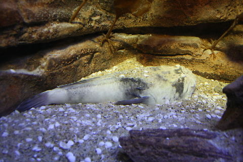 Stargazer  Stargazer,Uranoscopus bicinctus