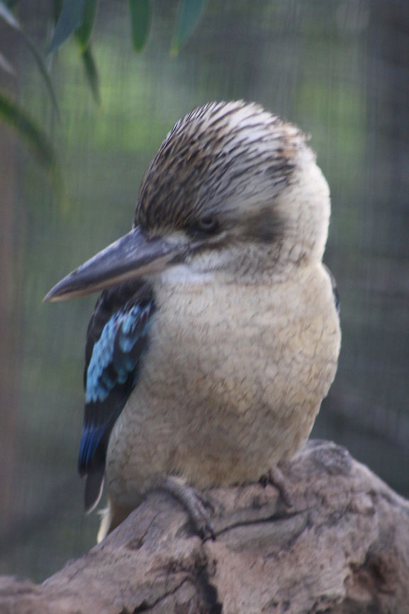 Blue winged Kookaburra  Blue-winged Kookaburra,Dacelo leachii