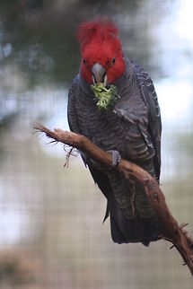 Gang-Gang Cockatoo (Male)  Callocephalon fimbriatum,Gang-gang Cockatoo