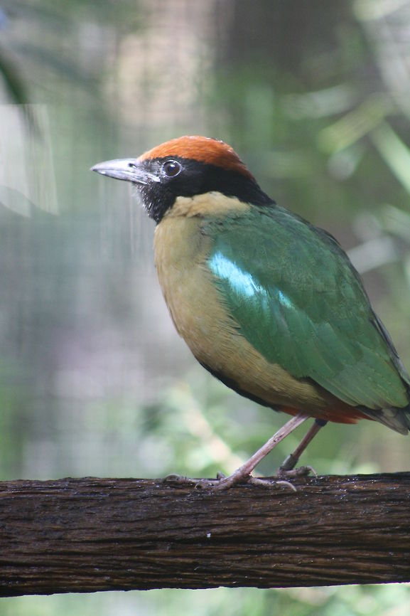Noisy Pitta  Noisy Pitta,Pitta versicolor