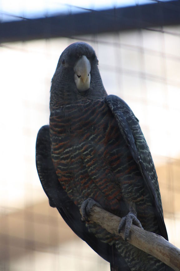 Gang-Gang Cockatoo (Female)  Callocephalon fimbriatum,Gang-gang Cockatoo