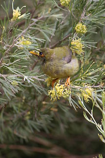 Bell Miner or Bellbird  Bell Miner,Manorina melanophrys