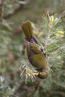 Bell Miner or Bellbird  Bell Miner,Manorina melanophrys