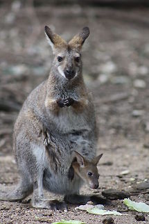 Red -necked Wallaby  Macropus rufogriseus,Red-necked wallaby andBennetts wallaby