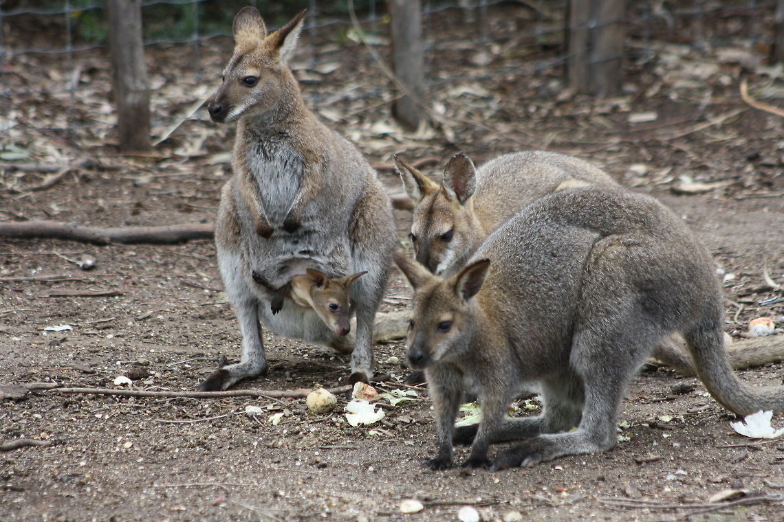 Red-necked Wallaby mob  Macropus rufogriseus,Red-necked wallaby andBennetts wallaby