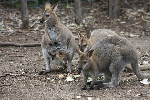 Red-necked Wallaby mob  Macropus rufogriseus,Red-necked wallaby andBennetts wallaby