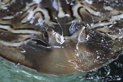 Southern Fiddler Ray head shot  Southern Fiddler Ray,Trygonorrhina fasciata
