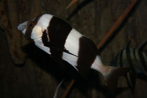 Magpie_Perch  Cheilodactylus nigripes,Magpie perchadile