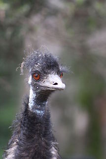 Emu  Dromaius novaehollandiae,Emu