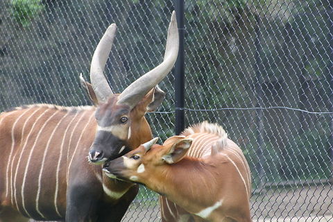 Eastern Bongo  Tragelaphus eurycerus,Western/Lowland Bongo
