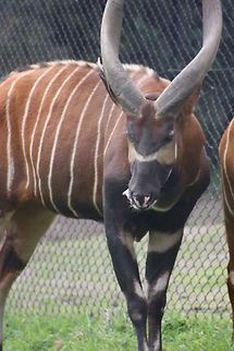 Eastern Bongo  Tragelaphus eurycerus,Western/Lowland Bongo
