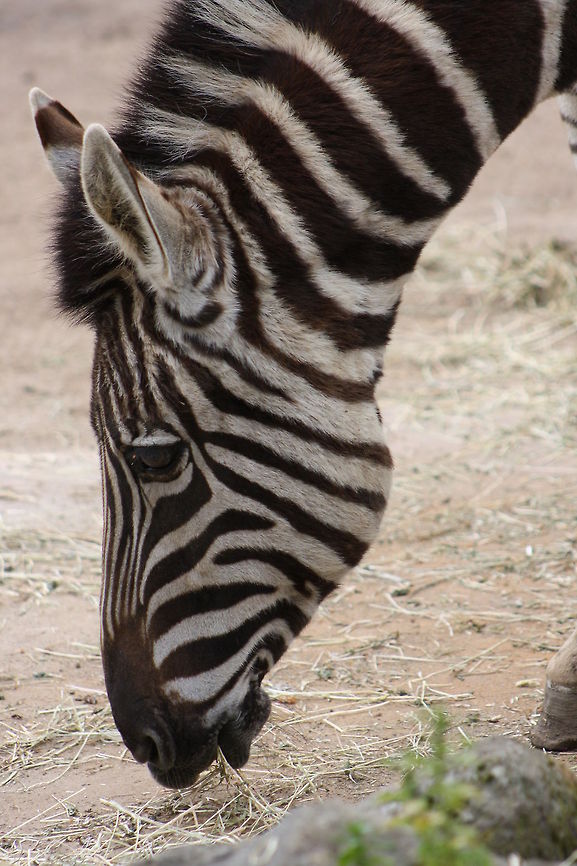 Plains Zebra  Equus quagga,Plains zebra