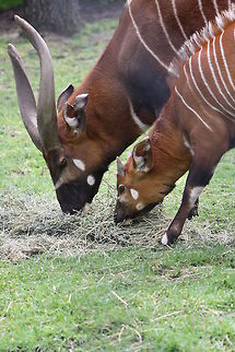 Eastern Bongo  Tragelaphus eurycerus,Western/Lowland Bongo