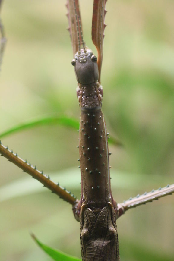 Eastern Goliath Stick Insect  Eurycnema goliath,Goliath stick insect
