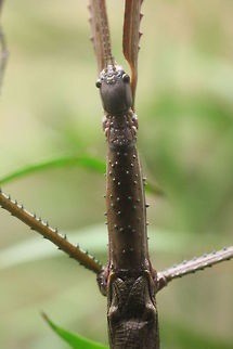 Eastern Goliath Stick Insect  Eurycnema goliath,Goliath stick insect