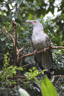Channeled-billed Cuckoo  Channel-billed Cuckoo,Scythrops novaehollandiae