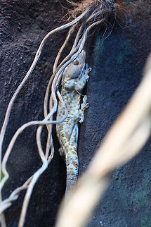 Tokay Gecko  Gekko gecko,Tokay gecko