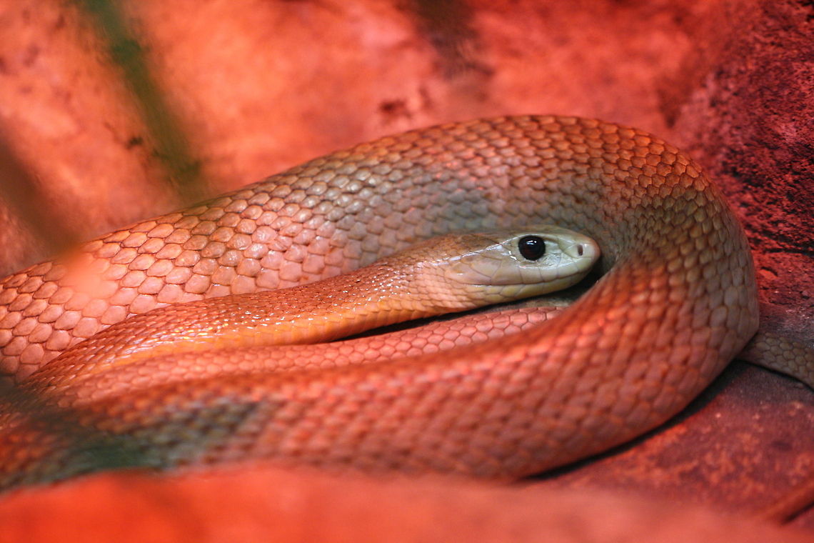 Coastal Tiapan  Coastal taipan,Oxyuranus scutellatus