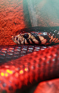 Black-lipped Cobra  Forest cobra,Naja melanoleuca