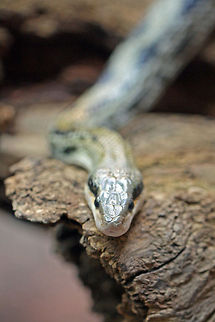 Taiwan Beauty Snake  Orthriophis taeniurus,beauty rat snake