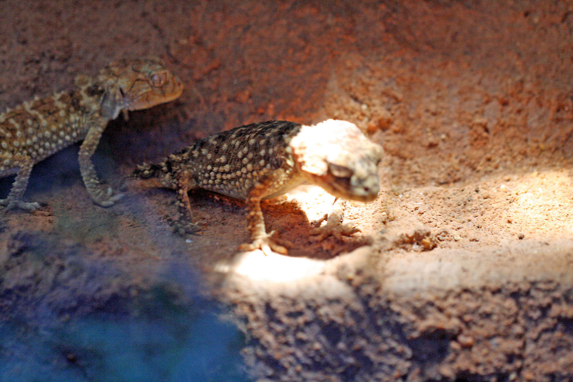 Rough Knob-tailed Gecko Found in the rocky plains of central Australia.  Nocturnal, all rough knob-tailed geckos have a small round knob at the end of their tail which is used as a lure.  When threatened will raise its body, arch its back and puff up.  It will readily bite. They feed on spiders, scorpions and other smaller geckos.  Nephrurus asper,Rough Knobtail Gecko