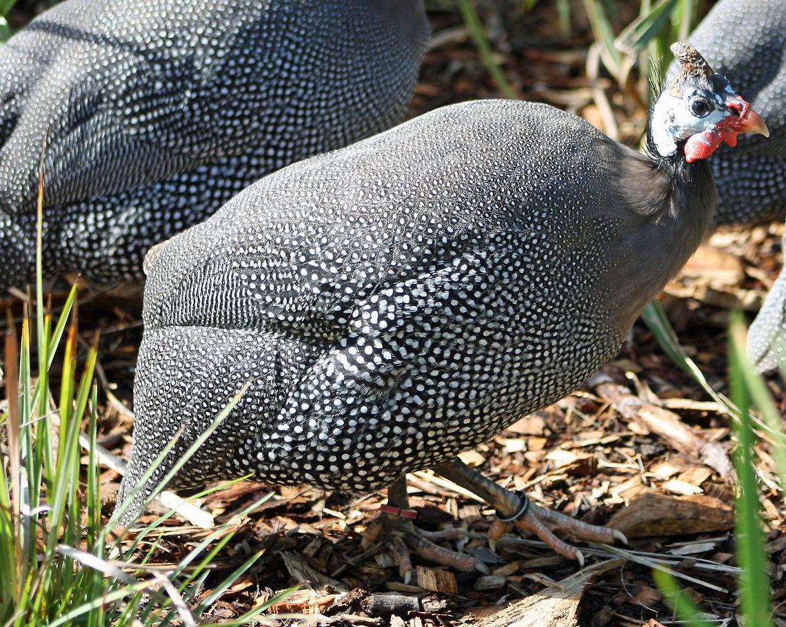 Helmeted Guinea Fowl  Helmeted Guineafowl,Numida meleagris