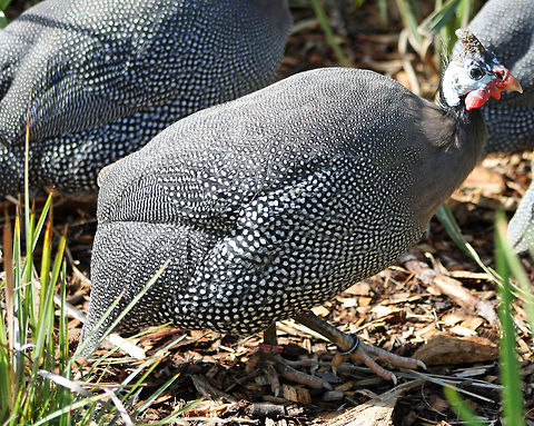 Helmeted Guinea Fowl  Helmeted Guineafowl,Numida meleagris