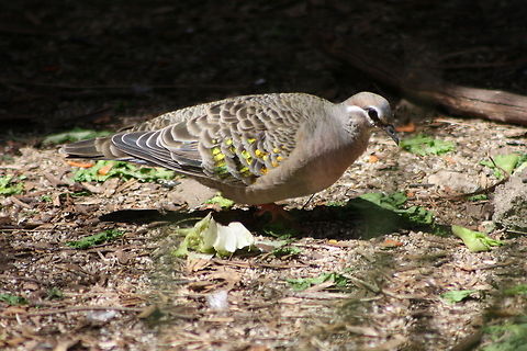 Bronze-winged Dove Found every where but dense rainforests.  Favours forests of mixed mulga and acacia as these provide seeds in all but driest conditions.  When the sun shines on these birds you can see where the name comes from. Australia,Common Bronzewing,Geotagged,Phaps chalcoptera