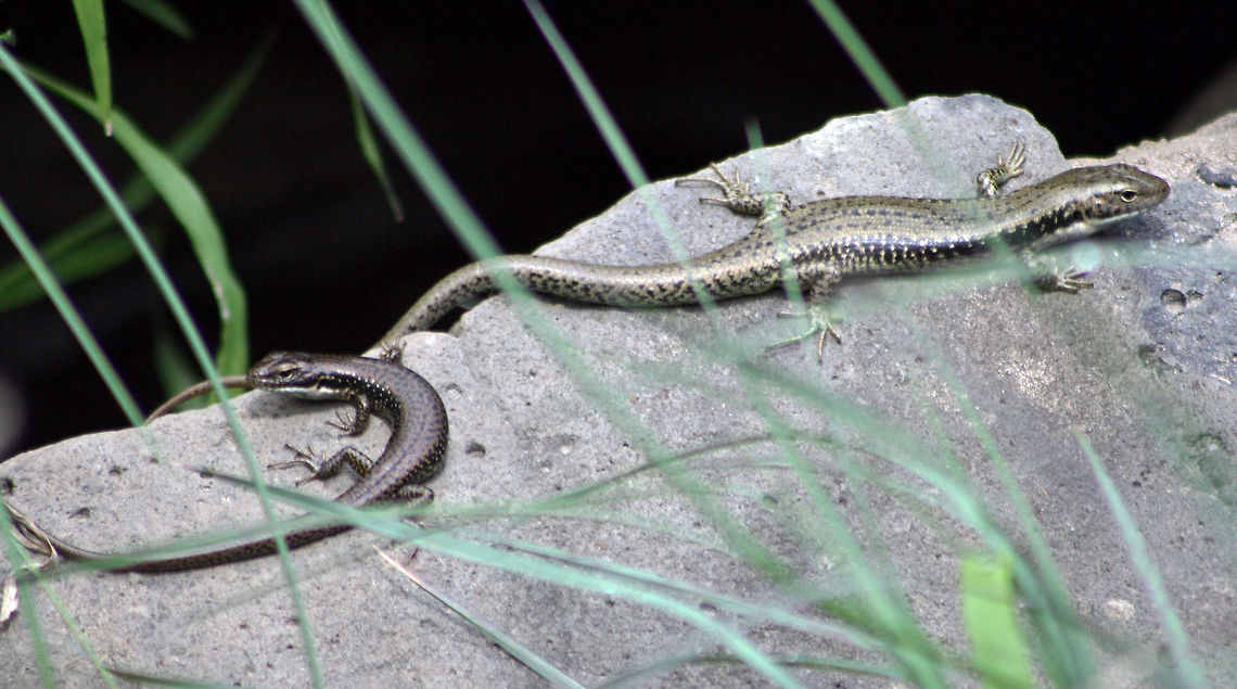 Garden Skink  Common Garden Skink,Lampropholis guichenoti