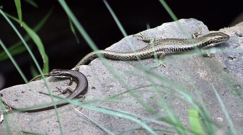 Garden Skink  Common Garden Skink,Lampropholis guichenoti