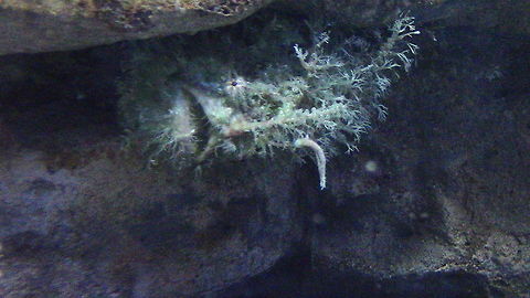 Tasselled Frog Fish  Rhycherus filamentosus,Tasselled Anglerfish