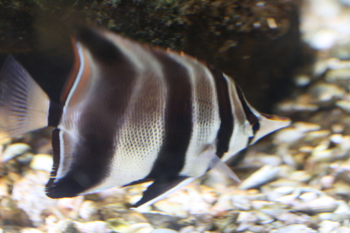Square-backed Butterfly Fish  Chelmonops curiosus,Western Talma