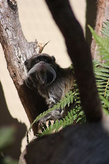 Emperor Tamarin  Australia,Geotagged