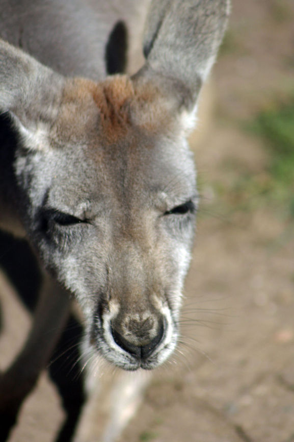 Kangaroo  Macropus fuliginosus,Western grey kangaroo