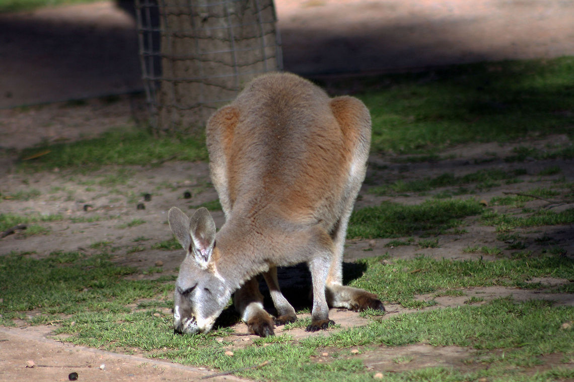 Kangaroo  Macropus fuliginosus,Western grey kangaroo