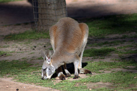 Kangaroo  Macropus fuliginosus,Western grey kangaroo