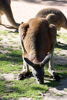Kangaroo  Macropus fuliginosus,Western grey kangaroo
