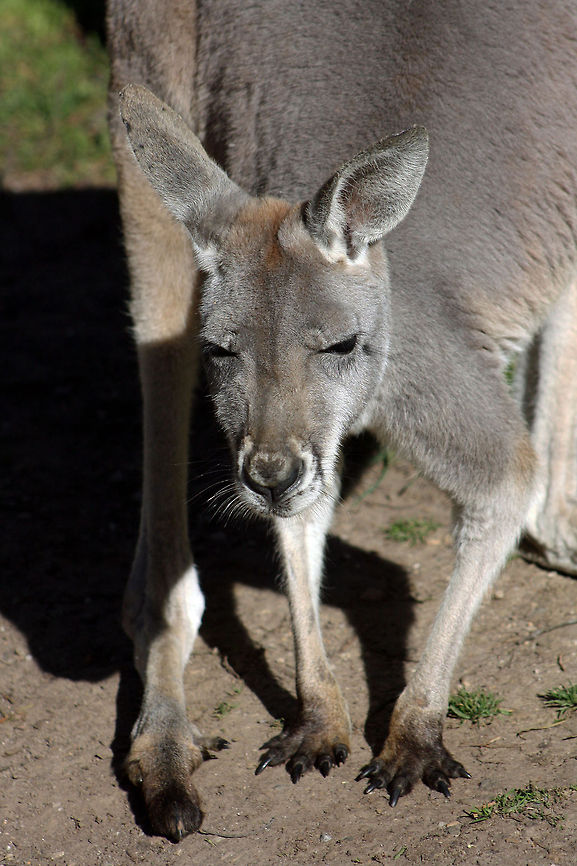 Kangaroo  Macropus fuliginosus,Western grey kangaroo