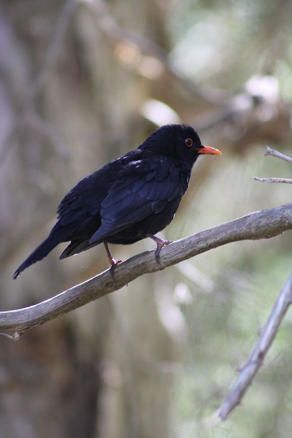 Common Blackbird  Australia,Common Blackbird,Geotagged,Turdus merula