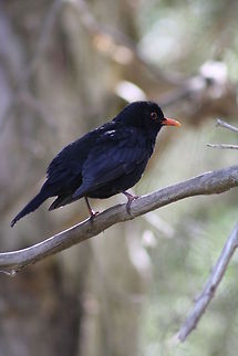 Common Blackbird  Australia,Common Blackbird,Geotagged,Turdus merula