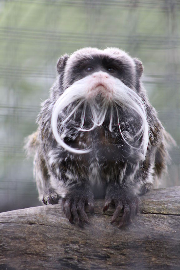 Emperor Tamarin  Emperor Tamarin,Saguinus imperator