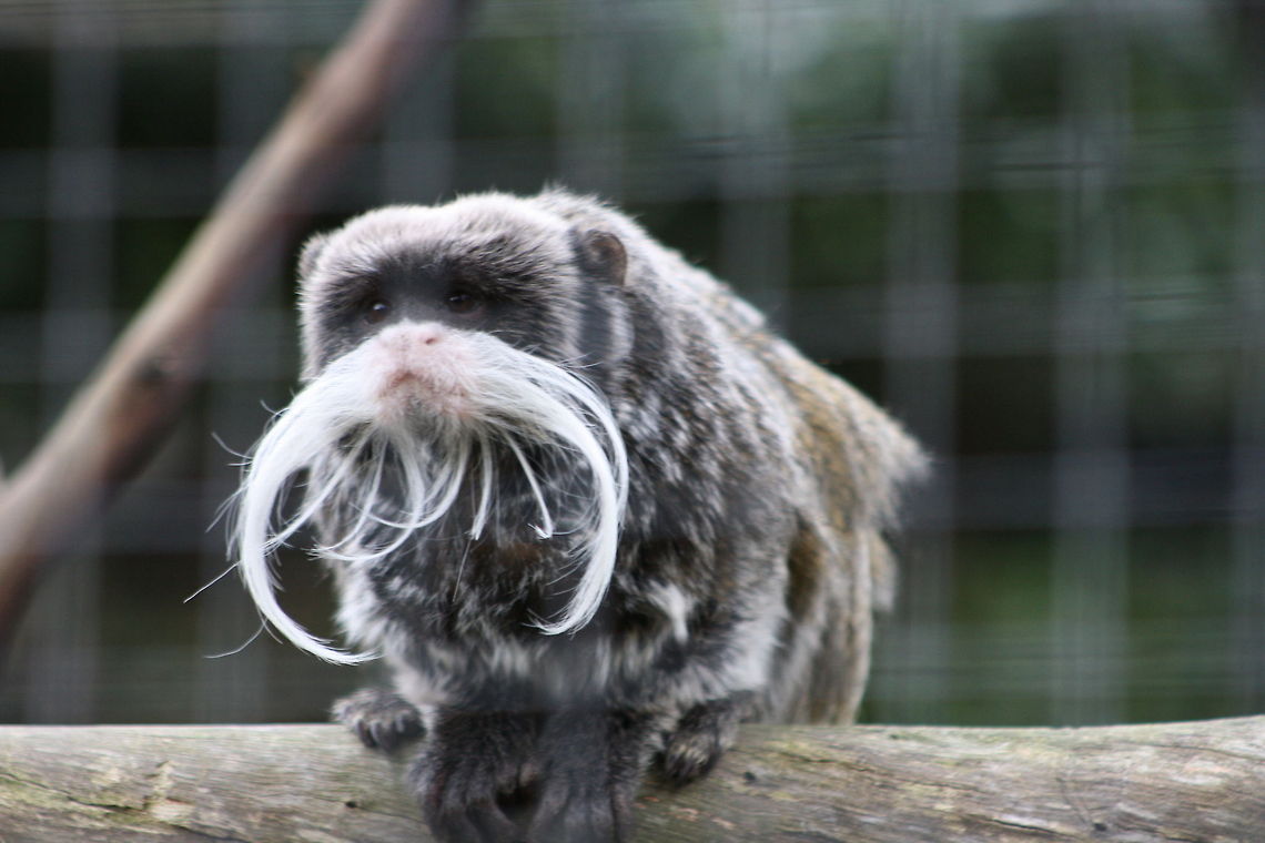 Emperor Tamarin  Emperor Tamarin,Saguinus imperator