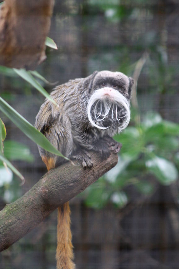 Emperor Tamarin  Emperor Tamarin,Saguinus imperator