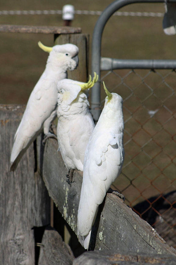 Sulphur-crested Cockatoo  Australia,Cacatua galerita,Geotagged,Sulphur-crested Cockatoo