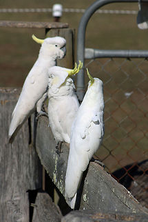Sulphur-crested Cockatoo  Australia,Cacatua galerita,Geotagged,Sulphur-crested Cockatoo