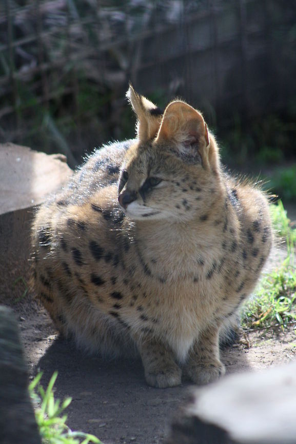 Serval  Leptailurus serval,Serval