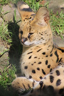 Serval  Leptailurus serval,Serval