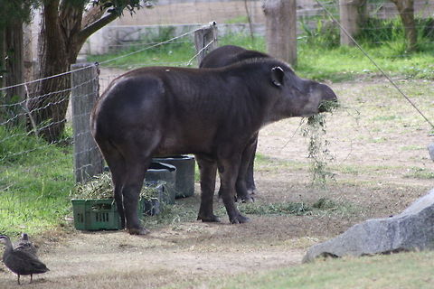 Tapir  South American tapir,Tapirus terrestris