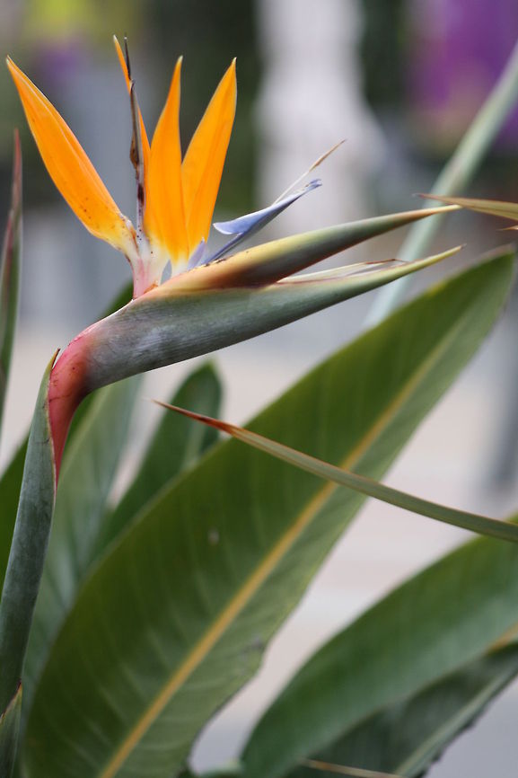 Bird of Paradise  Australia,Geotagged,Strelitzia reginae